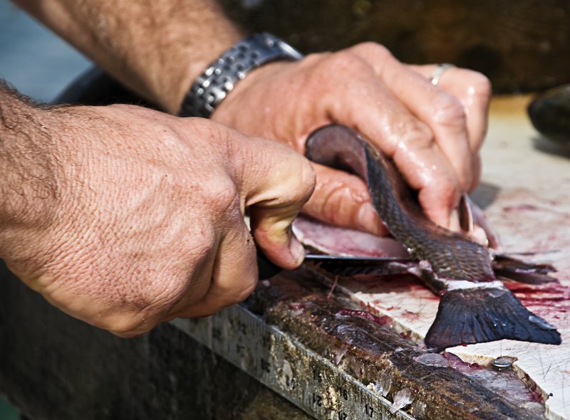 Hands Of A Fisherman.jpg :: Fisherman descaling a fish