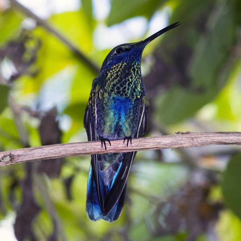 He Always Wanted to be a Peacock.jpg :: Hummingbird with the colors of a peacock. 