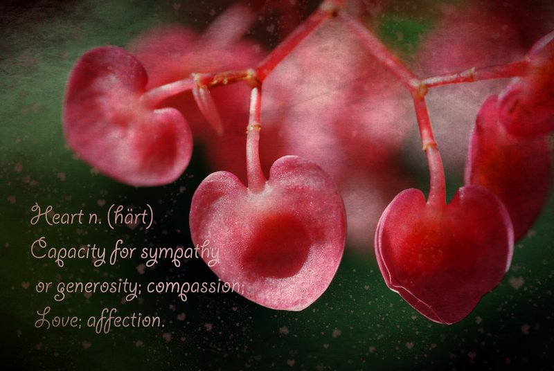 Heart.jpg :: Dictionary of Image: Heart