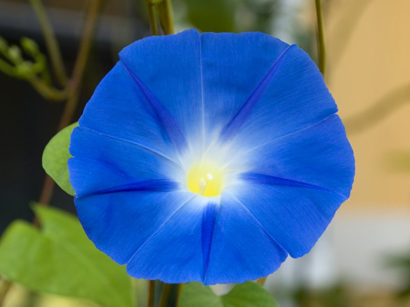 Heavenly Blue Morning Glory.jpg :: Stock images are available for download at $3.00 each (plus .50 PayPal fee) and are transferred at full resolution and are Royalty and Copyright free and can be used in commercial work.
