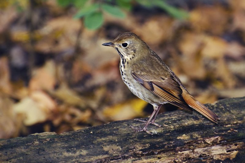 Hermit Thrush 2.jpg :: Everywhere I went in Central Park, this little guy followed me. We became fast friends. I miss him already. ;-)

©2013 LKG Photography