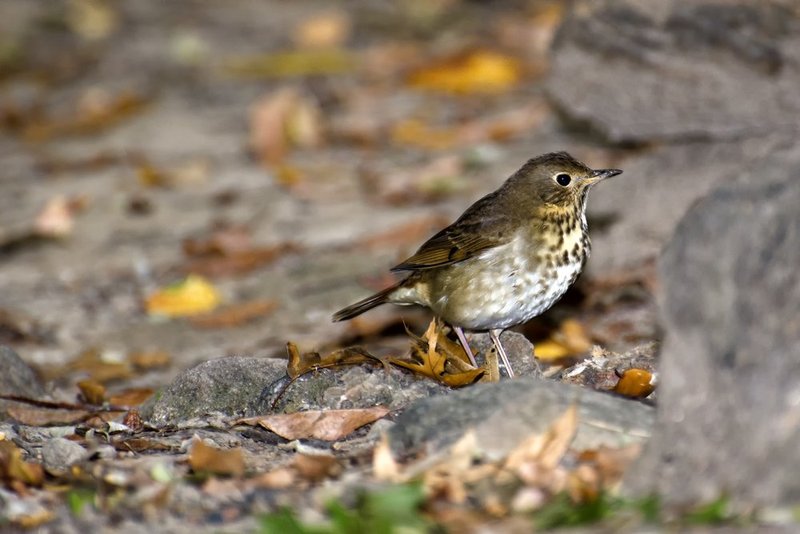 Hermit Thrush 3.jpg :: ©2013 LKG Photography