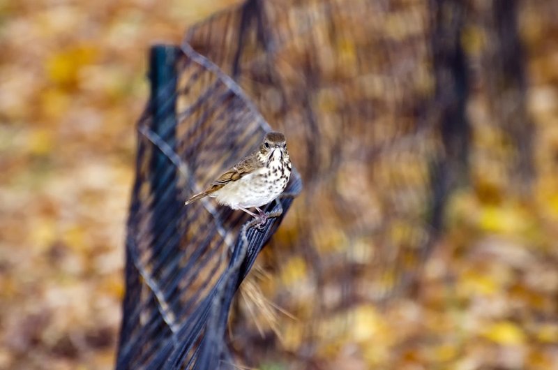 Hermit Thrush On Fence.jpg :: ©2013 LKG Photography