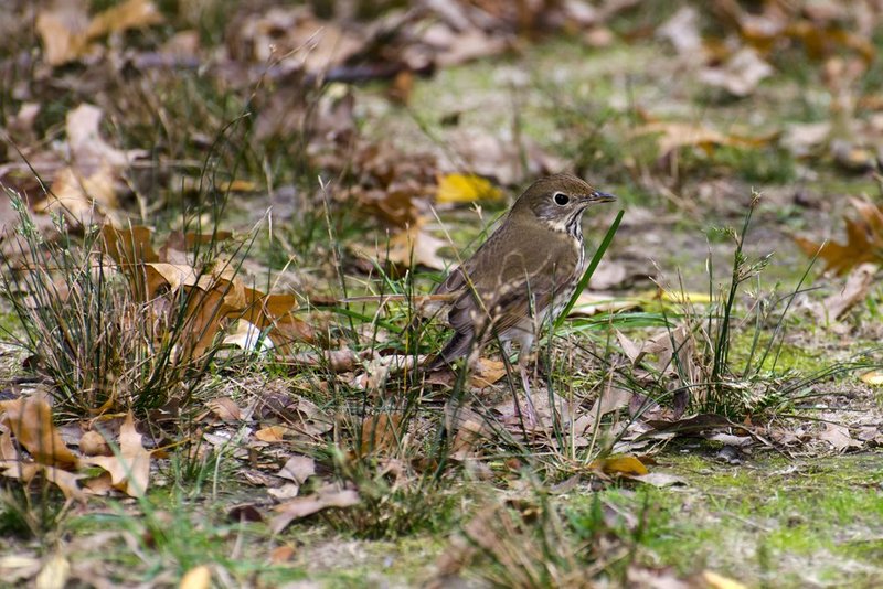 Hermit Thrush in Grass 2.jpg