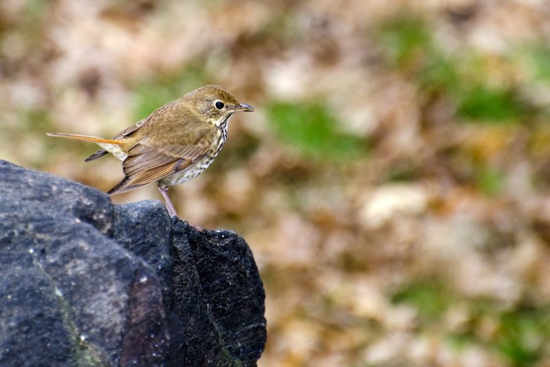 Hermit Thrush.jpg :: ©2012 LKG Photography