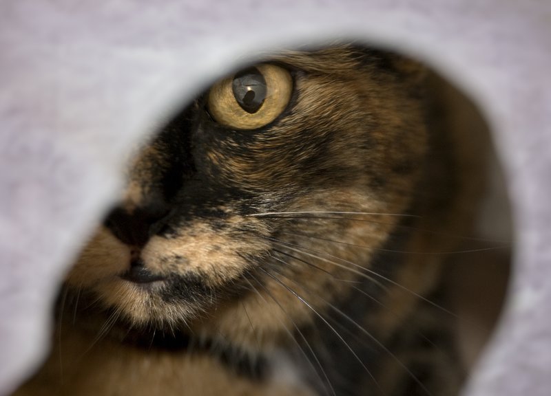 Hiding Cat.jpg :: Stock images are available for download at $3.00 each (plus .50 PayPal fee) and are transferred at full resolution and are Royalty and Copyright free and can be used in commercial work.