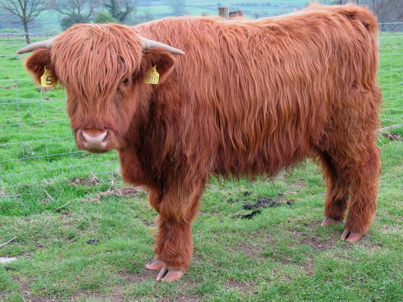 Highland Cow.jpg :: Highland Cow