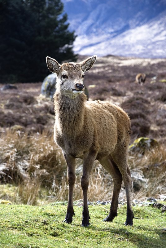 Highland Doe.jpg :: Taken at Kingshouse in the Scottish Highlands.