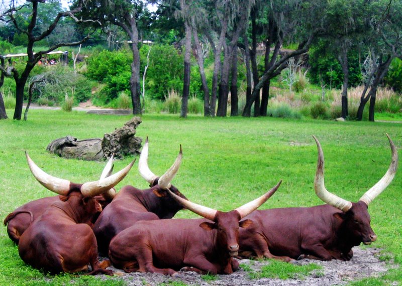 Horned Beasts.jpg :: Resting herd of horned beasts