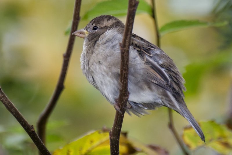 House Sparrow Fledgling.jpg :: ©2013 LKG Photography