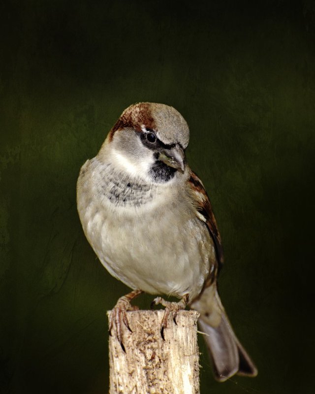 House Sparrow No Text.jpg