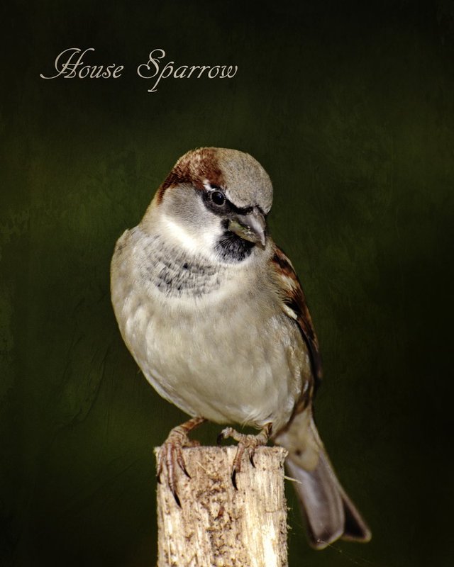 House Sparrow with Text.jpg
