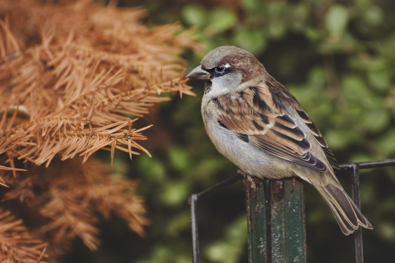 House Sparrow.jpg :: ©2013 LKG Photography