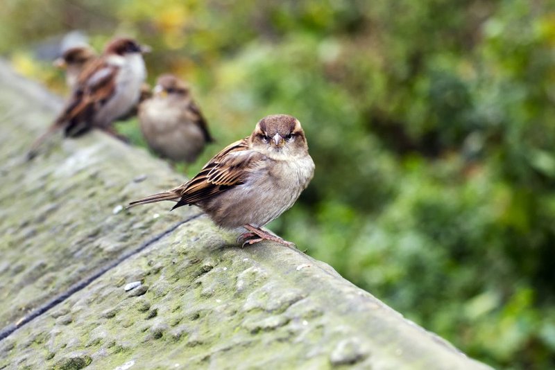 House Sparrows.jpg :: ©2013 LKG Photography