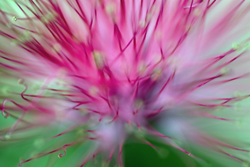 I Dream In Pink.jpg :: ©2010 LKG Photography