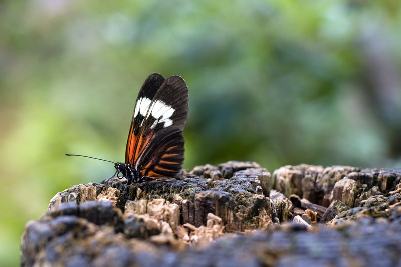 I Dreamt I Was a Butterfly.jpg :: who fluttered along a wooded glen.
I came to rest upon a stump
and then flew off once again.
©2010 LKG Photography