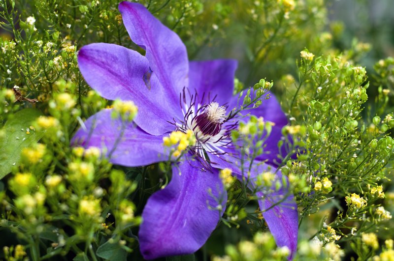 I Like My Tragedy to Walk in Purple.jpg :: Quote by Oscar Wilde