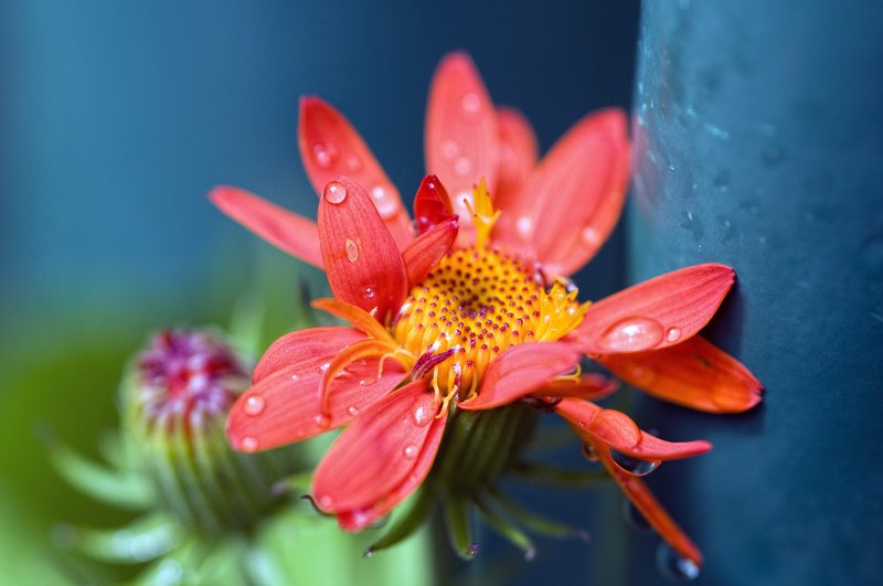 I Must Have Flowers.jpg :: I must have flowers, always, and always. Claude Monet