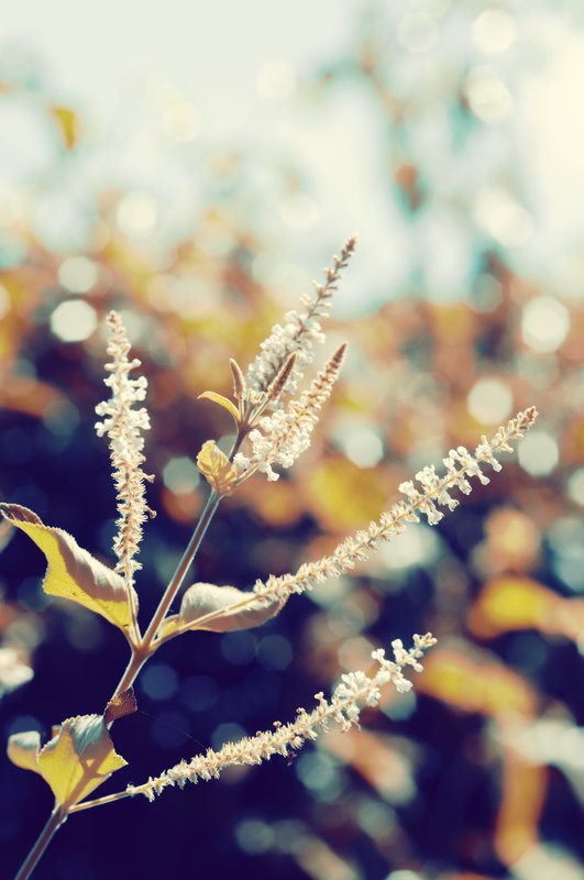 I Sit in My Garden.jpg :: I sit in my garden, gazing upon a beauty that cannot gaze upon itself.  And I find sufficient purpose for my day. Robert Brault 