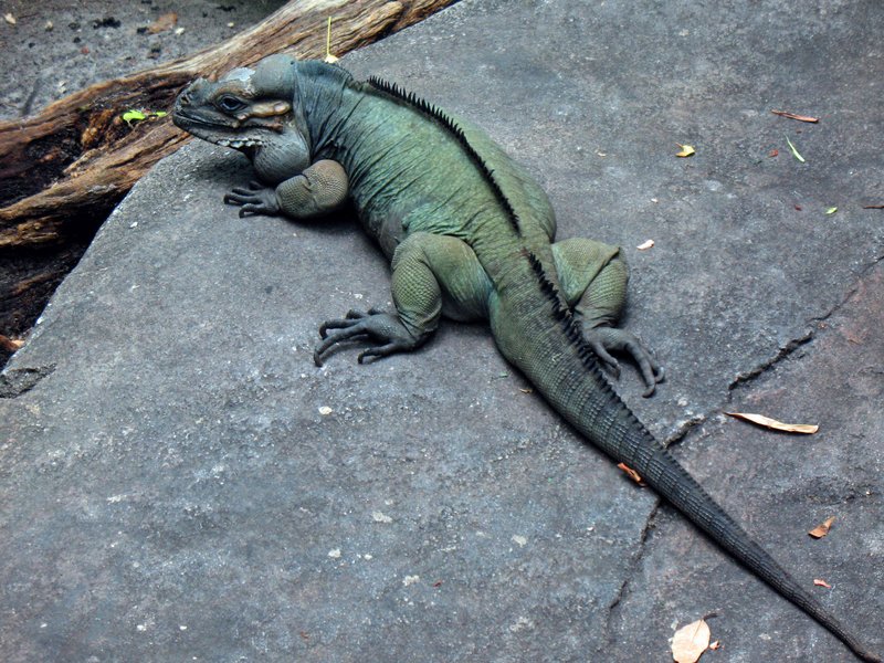 Iguana.jpg :: Stock images are available for download at $3.00 each (plus .50 PayPal fee) and are transferred at full resolution and are Royalty and Copyright free and can be used in commercial work.