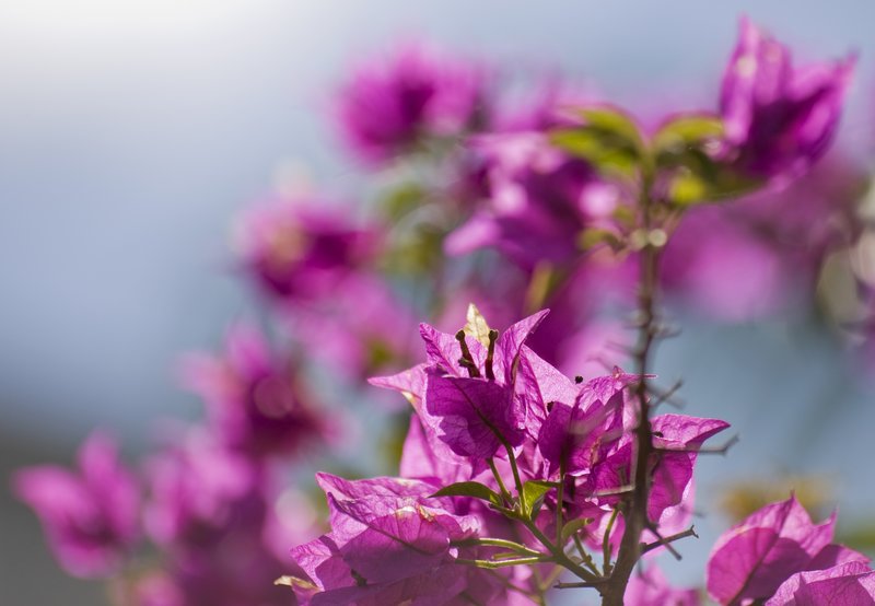 Impressions in Pink.jpg :: Sunlight and pink..a winning combo!