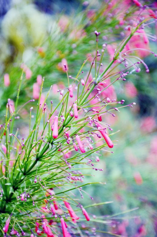 In The Throes of Spring.jpg :: Pretty pastels of Spring