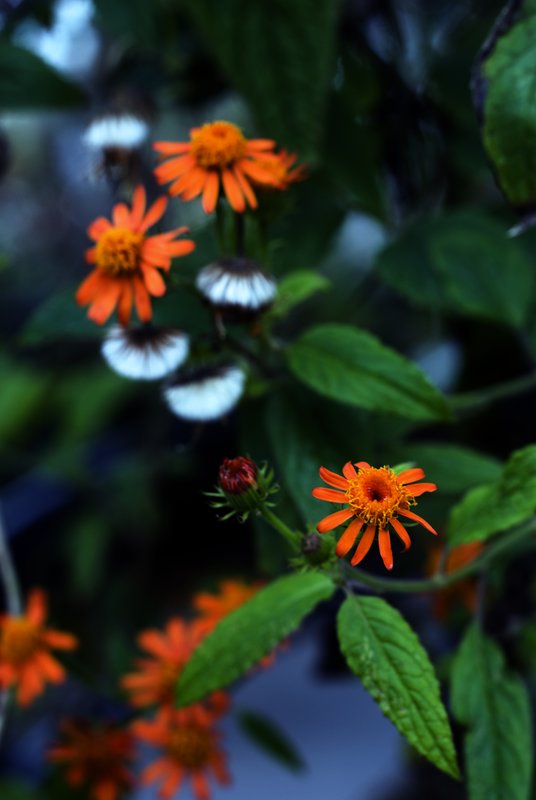 In a Garden of Orange.jpg :: ©2010 www.lkgphoto.com