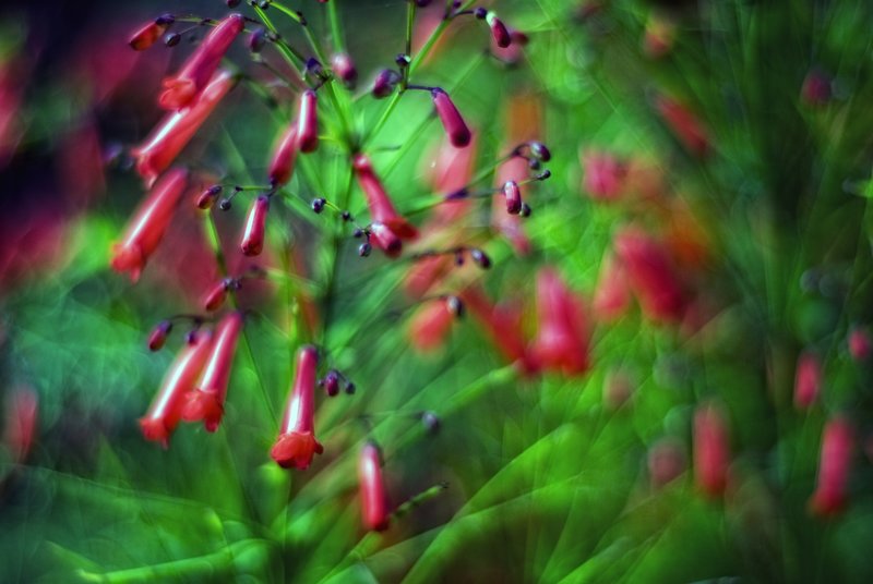 In the Garden of my Dreams.jpg :: Inspired by William Neill's intentionally blurred nature photographs.  Using slight camera movement, an \