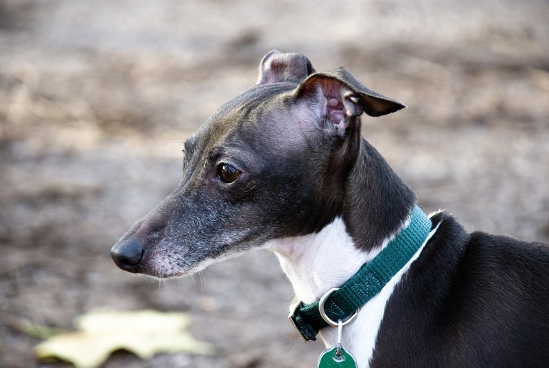Italian Greyhound.jpg :: Italian Greyhound



@2009 www.lkgphoto.com