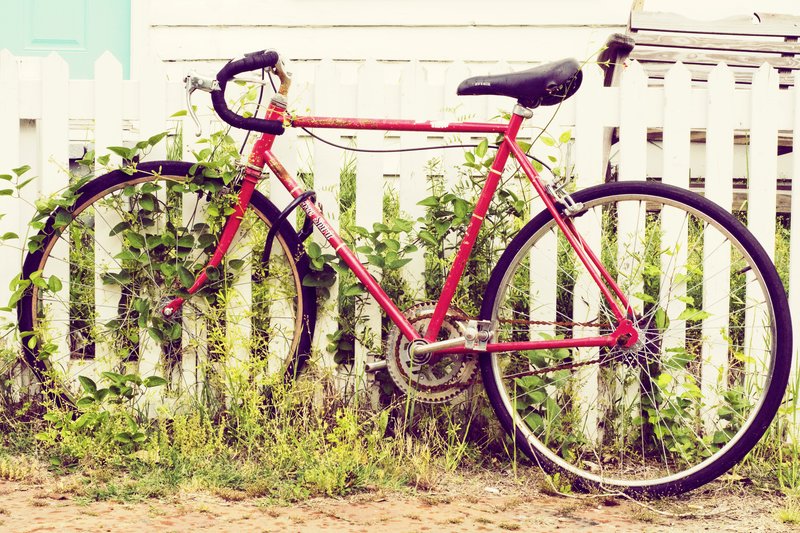 Ivy Bike.jpg :: A bicycle along a white picket fence covered with ivy.