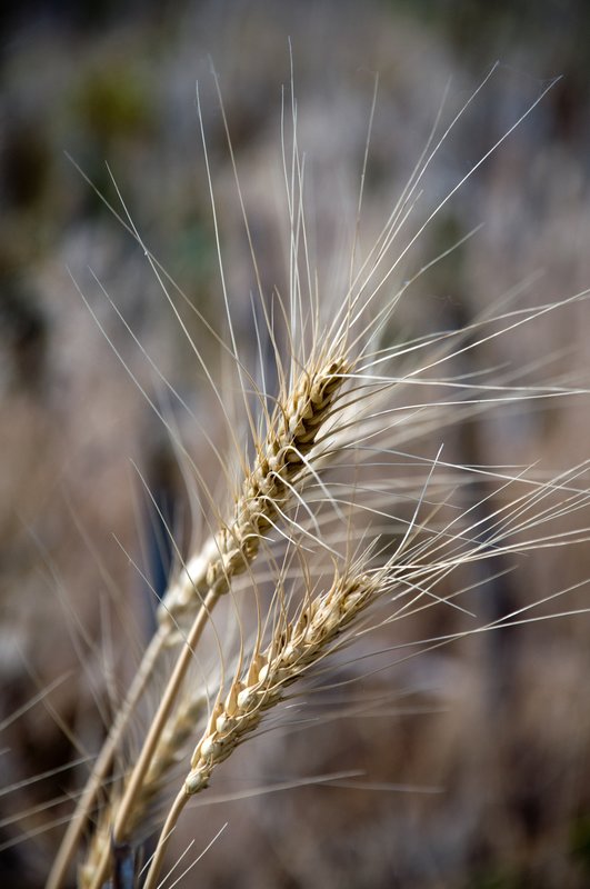 Kansas Wheat.jpg :: ©2010 LKG Photography