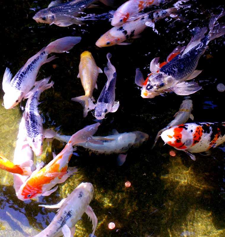 Koi Fish Pond.jpg :: Stock images are available for download at $3.00 each (plus .50 PayPal fee) and are transferred at full resolution and are Royalty and Copyright free and can be used in commercial work.