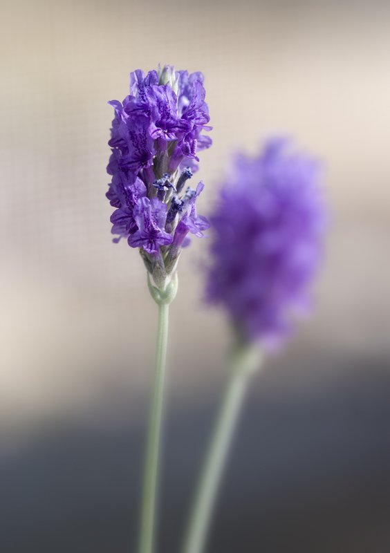 Lavender Pinnata.jpg :: This image is available in print at www.lkgphoto.com

©2010 www.lkgphoto.com