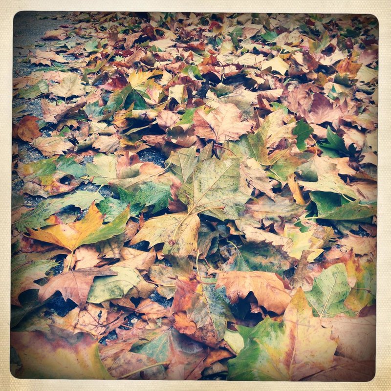 Leaves.jpg