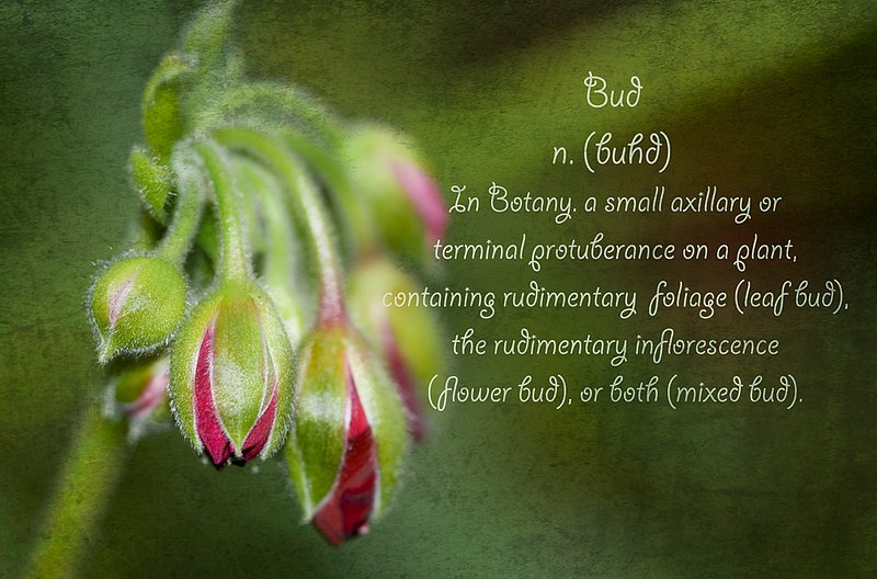 Little Buds of Love.jpg :: Dictionary of Image: Bud