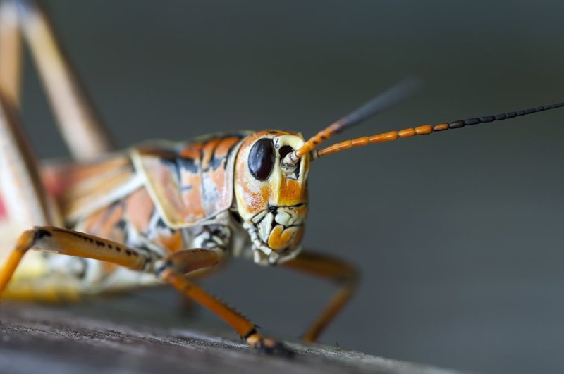 Lubber Grasshopper Portrait.jpg :: ©2013 LKG Photography