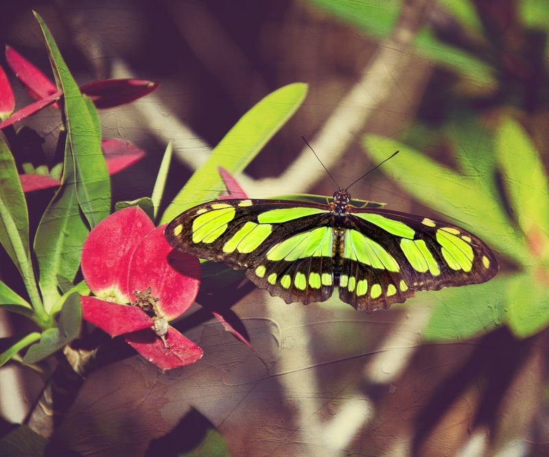 Malachite Butterfly.jpg :: Malachite Butterfly