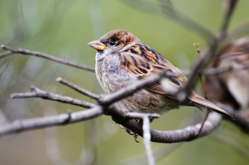 Male House Sparrow 2.jpg :: ©2012 LKG Photography