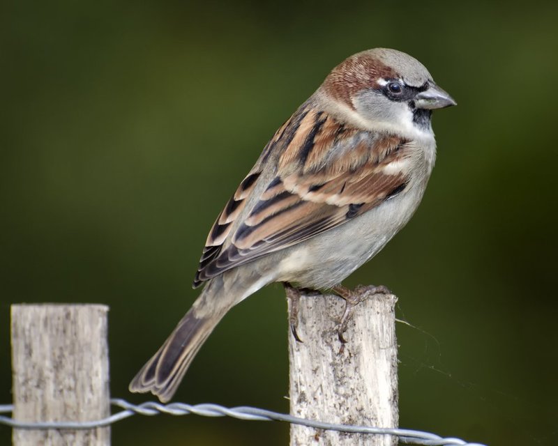 Male House Sparrow 3.jpg :: ©2013 LKG Photography