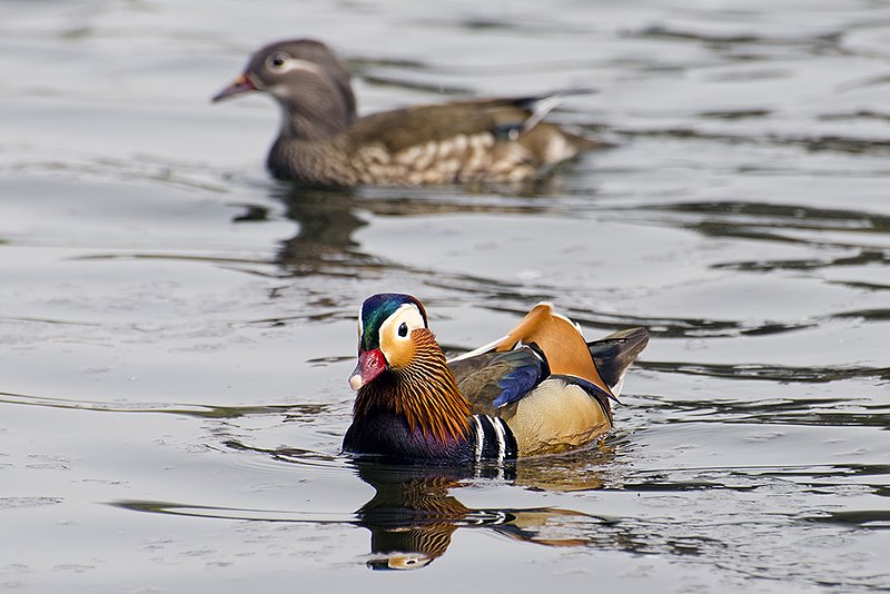 Mandarin Ducks.jpg :: ©2013 LKG Photography