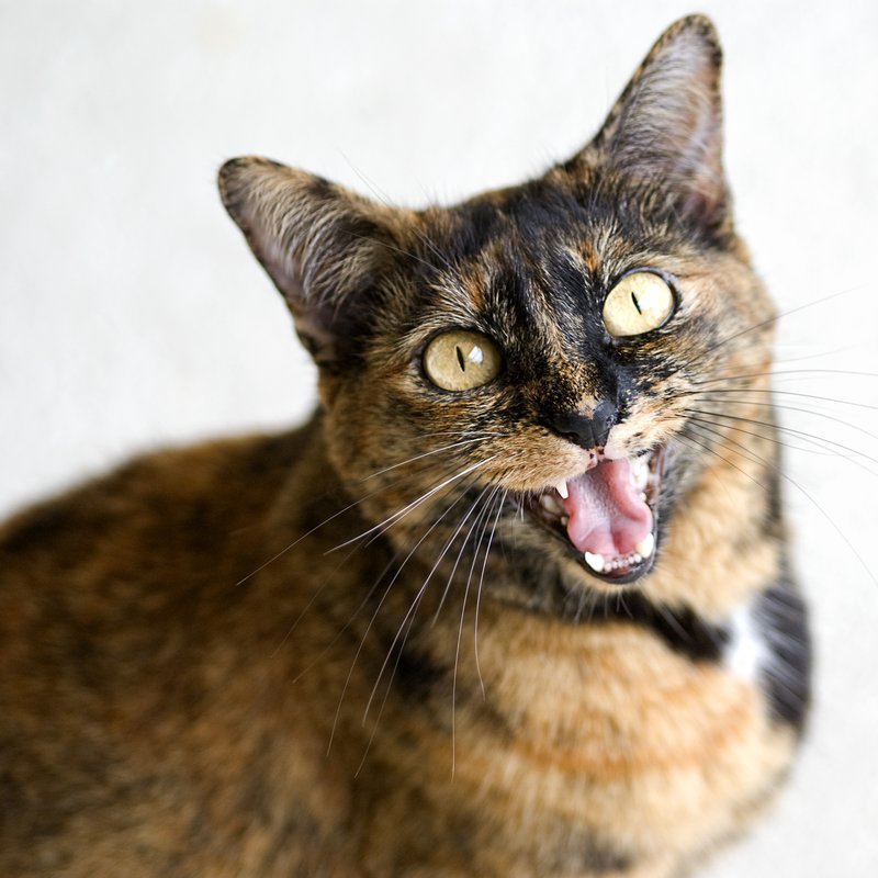 Meowing Cat.jpg :: Stock images are available for download at $3.00 each (plus .50 PayPal fee) and are transferred at full resolution and are Royalty and Copyright free and can be used in commercial work.