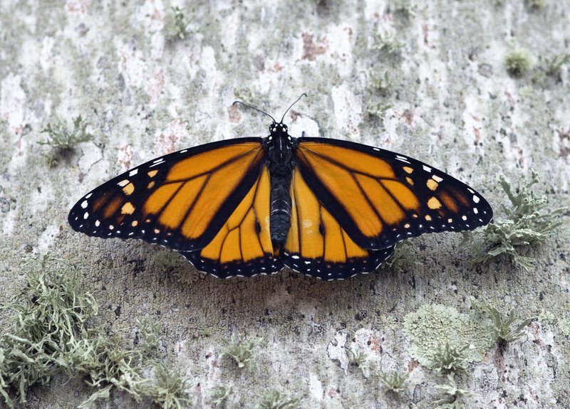 Monarch Butterfly.jpg :: Stock images are available for download at $3.00 each (plus .50 PayPal fee) and are transferred at full resolution and are Royalty and Copyright free and can be used in commercial work.