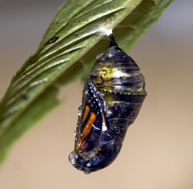 Monarch Chrysalis.jpg :: Stock images are available for download at $3.00 each (plus .50 PayPal fee) and are transferred at full resolution and are Royalty and Copyright free and can be used in commercial work.