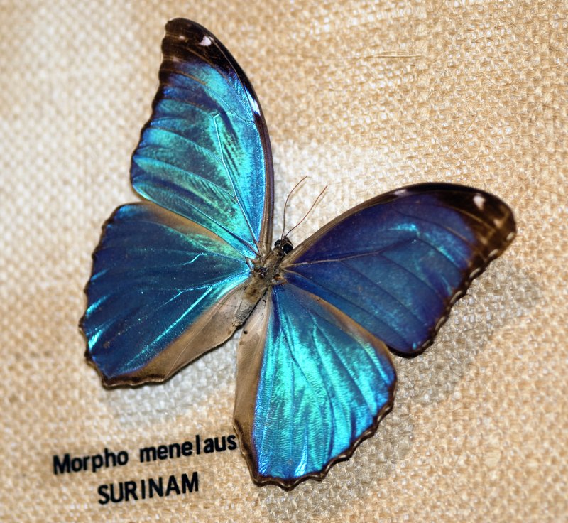 Morpho Menelaus Butterfly.jpg