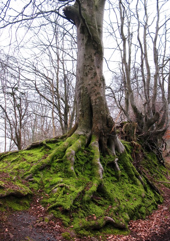 Mossy Tree Roots.jpg :: Mossy roots of a big tree