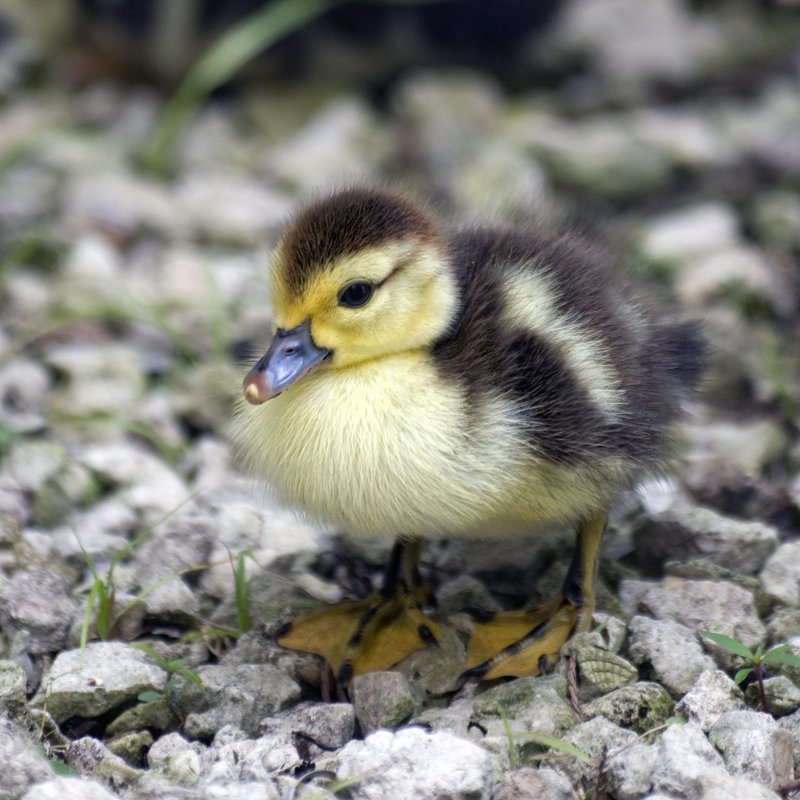 Muscovy Duckling.jpg :: ©2010 LKG Photography
