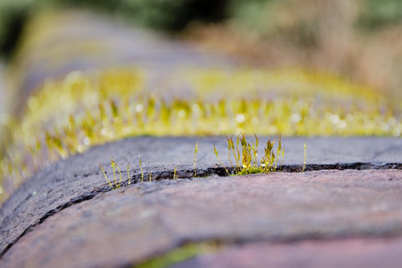Nature In Miniature.jpg :: ©2012 LKG Photography