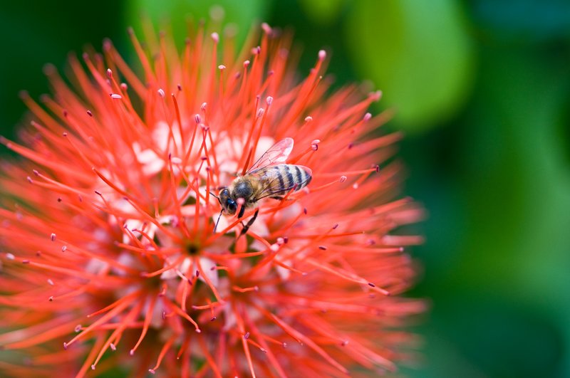 Natures Pairing.jpg :: ©2010 LKG Photography