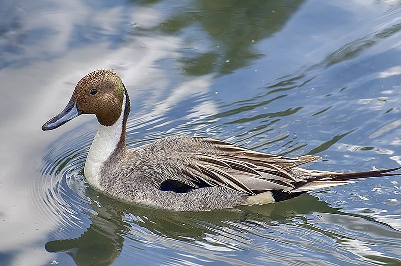 Northern Pintail.jpg :: ©2013 LKG Photography
