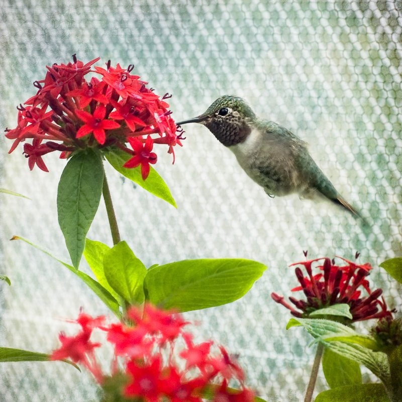 Oiseau mouche.jpg :: ©2010 LKG Photography